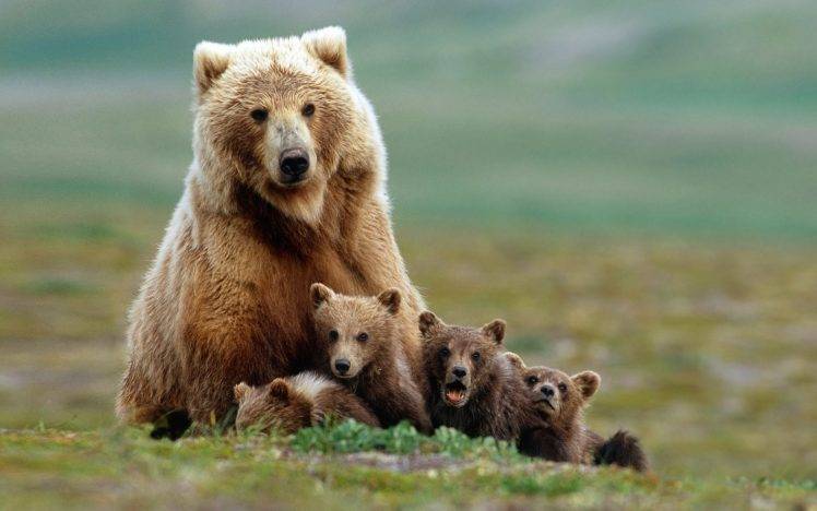 nature, Animals, Grizzly Bears, Bears, Baby Animals, Field, Grass, Depth Of Field HD Wallpaper Desktop Background