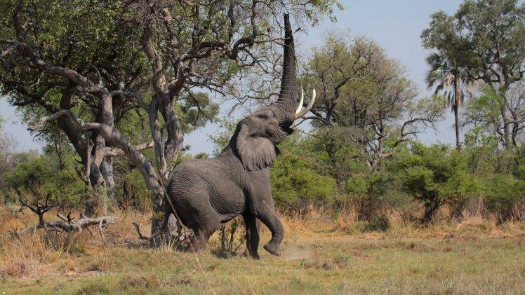 nature, Animals, Landscape, Africa, Elephants, Trees, Grass, Wilderness HD Wallpaper Desktop Background