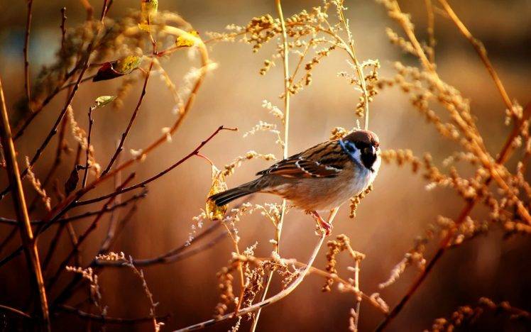 animals, Birds, Sparrows HD Wallpaper Desktop Background
