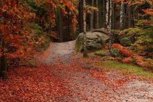 forest, Path, Leaves, Fall, Trees, Red, Green, Nature, Landscape