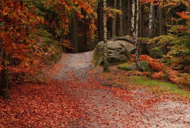 forest, Path, Leaves, Fall, Trees, Red, Green, Nature, Landscape HD Wallpaper Desktop Background