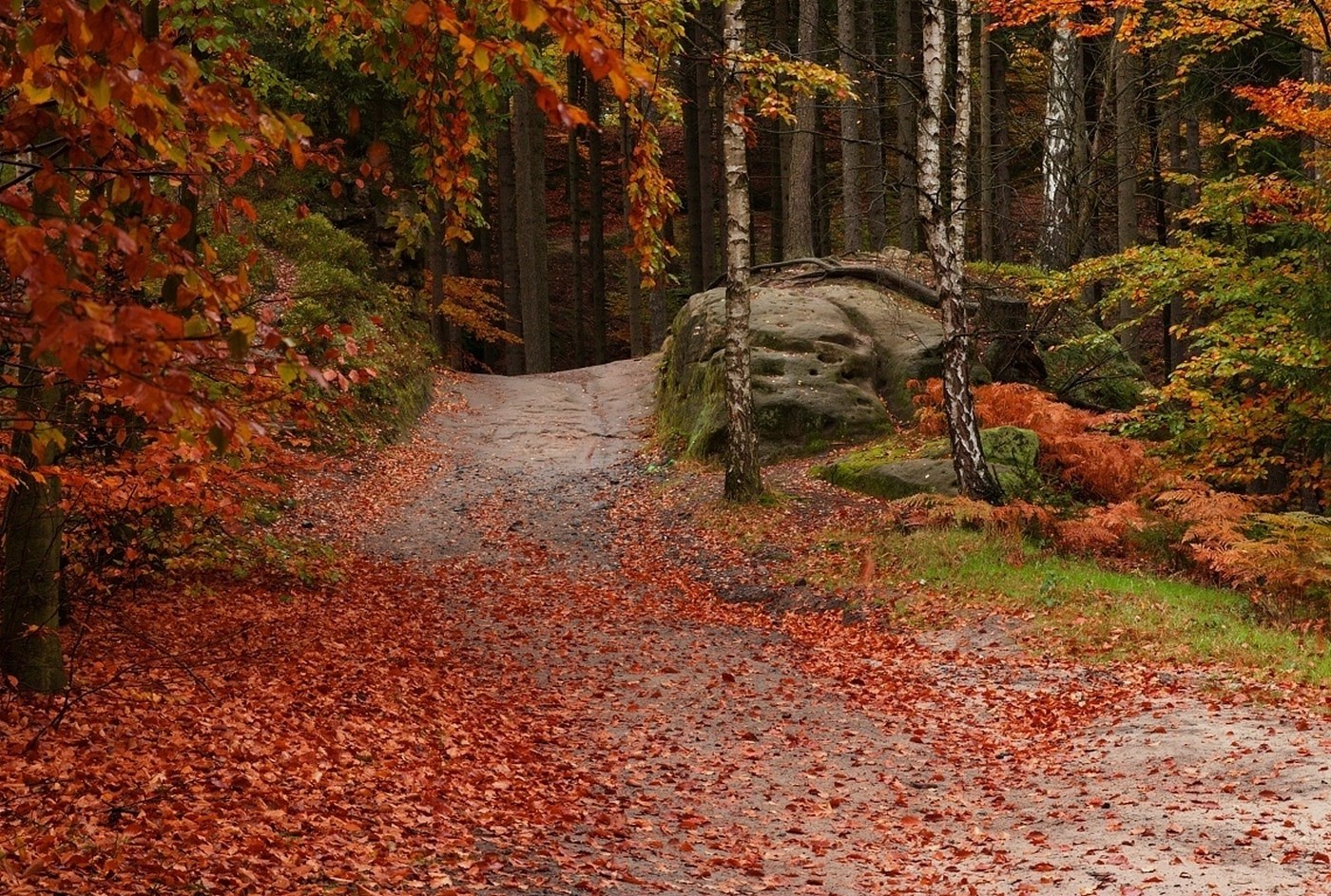 forest, Path, Leaves, Fall, Trees, Red, Green, Nature, Landscape Wallpaper