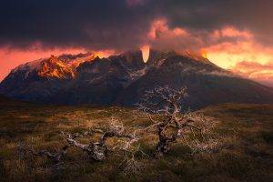 mountain, Sunset, Torres Del Paine, Patagonia, Chile, Dead Trees, Clouds, Grass, Snowy Peak, Nature, Landscape