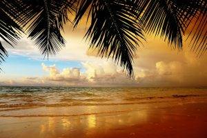 nature, Landscape, Palm Trees, Leaves, Beach