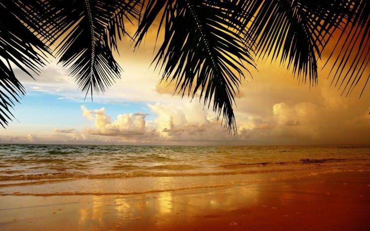 nature, Landscape, Palm Trees, Leaves, Beach HD Wallpaper Desktop Background