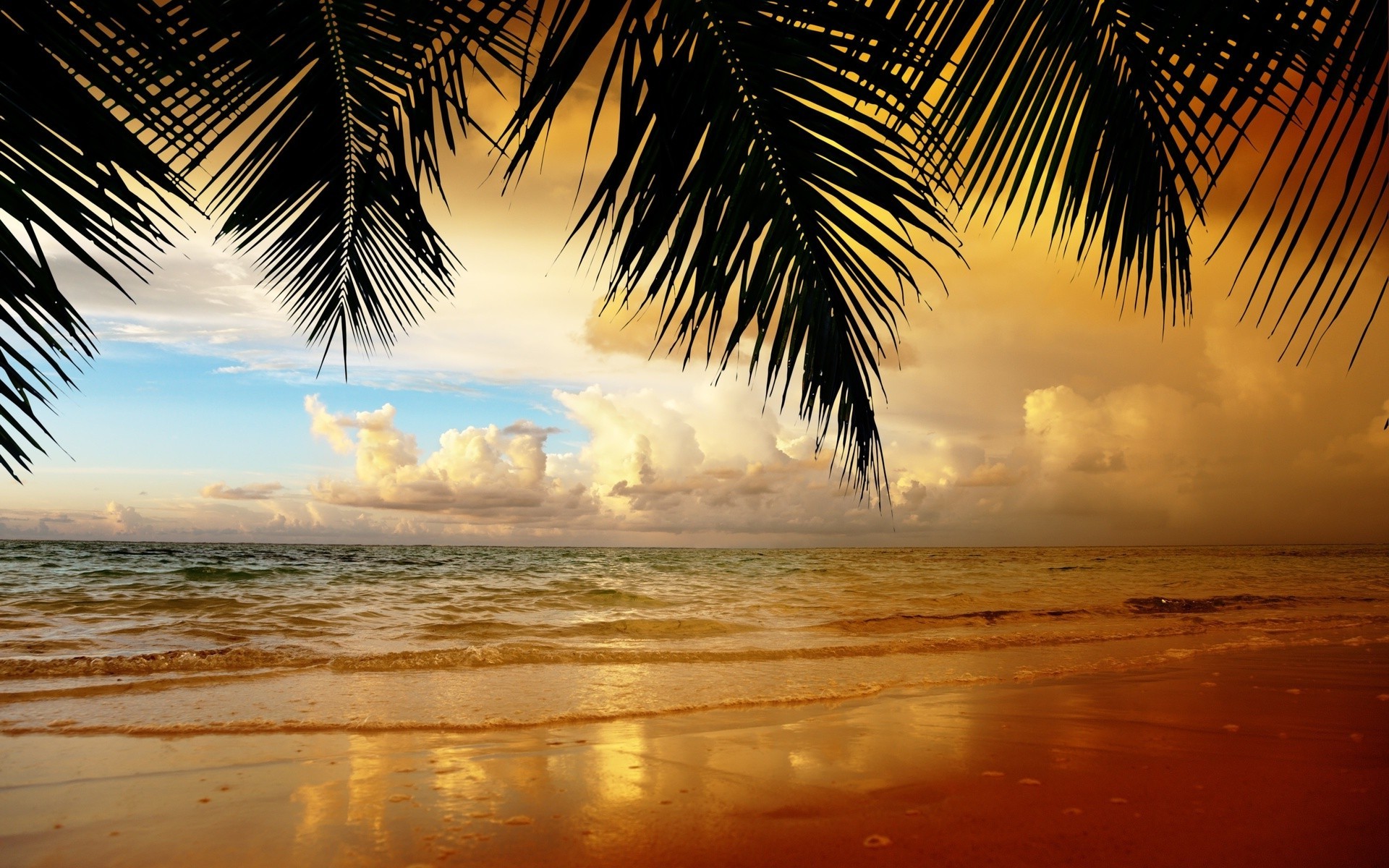 nature, Landscape, Palm Trees, Leaves, Beach Wallpaper