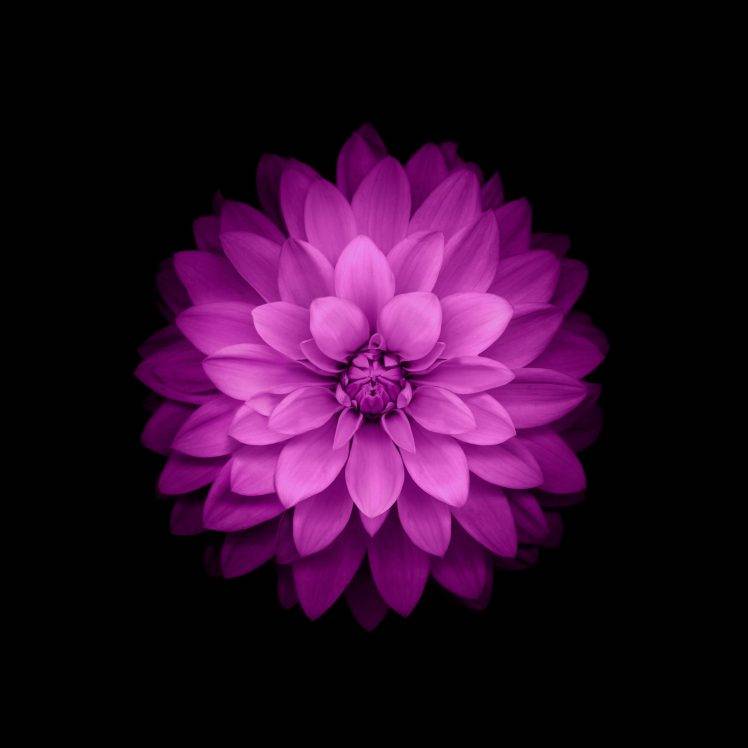 flowers, IOS 8, Purple Flowers HD Wallpaper Desktop Background