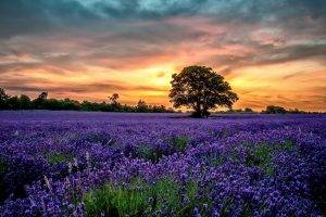 nature, Landscape, Lavender, Sunset