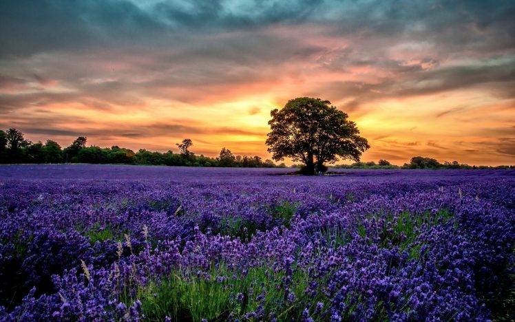 nature, Landscape, Lavender, Sunset HD Wallpaper Desktop Background