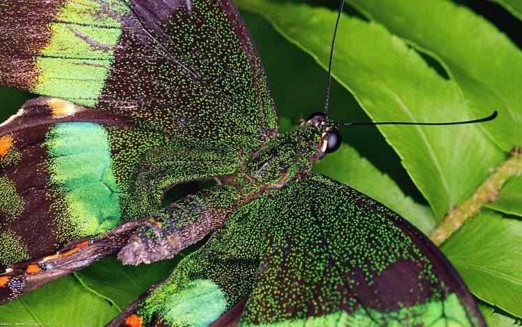 nature, Animals, Moths, Insect HD Wallpaper Desktop Background