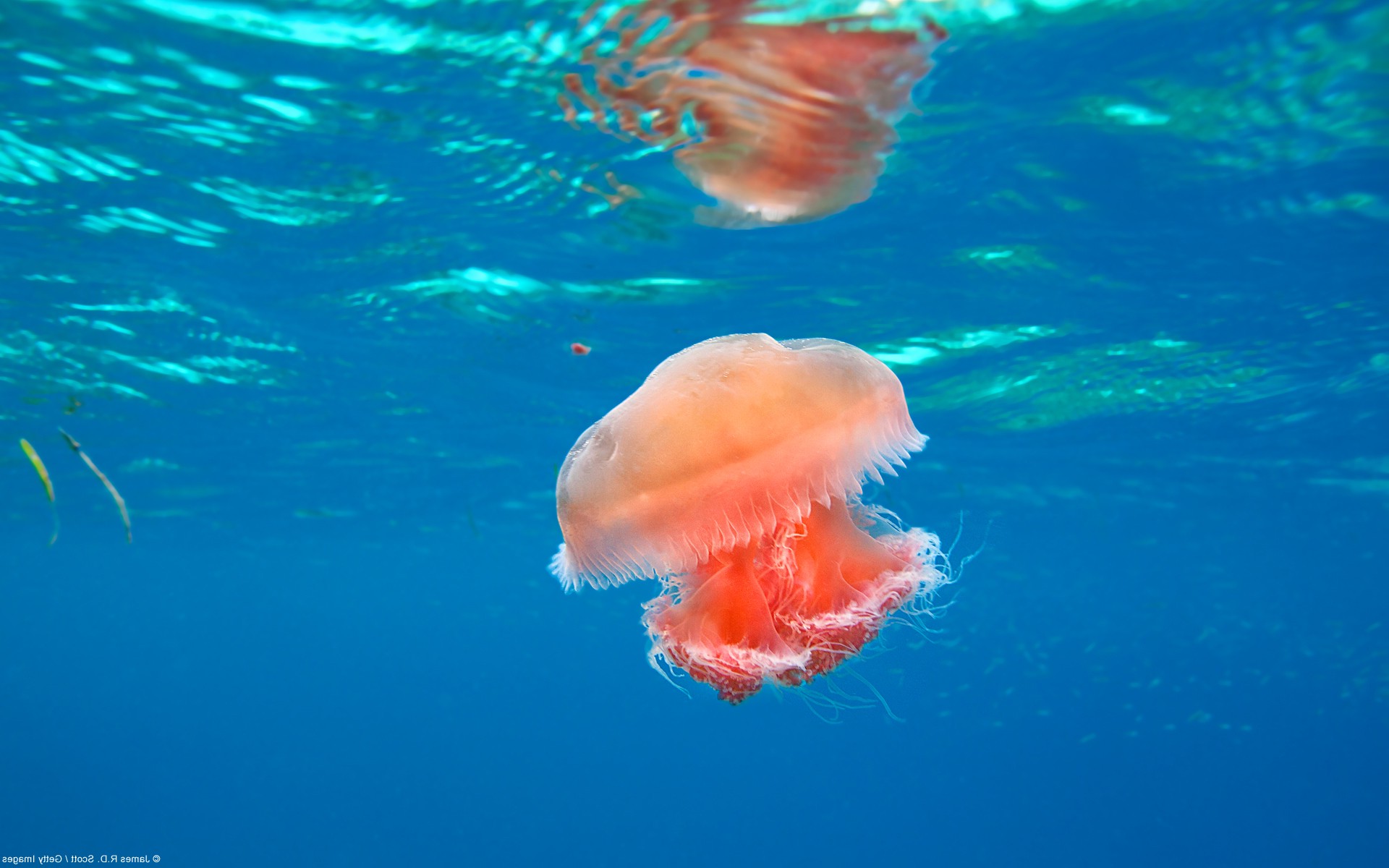 nature, Animals, Jellyfish, Underwater Wallpaper