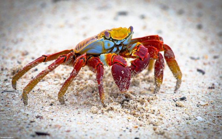 nature, Landscape, Animals, Crabs, Crustaceans HD Wallpaper Desktop Background