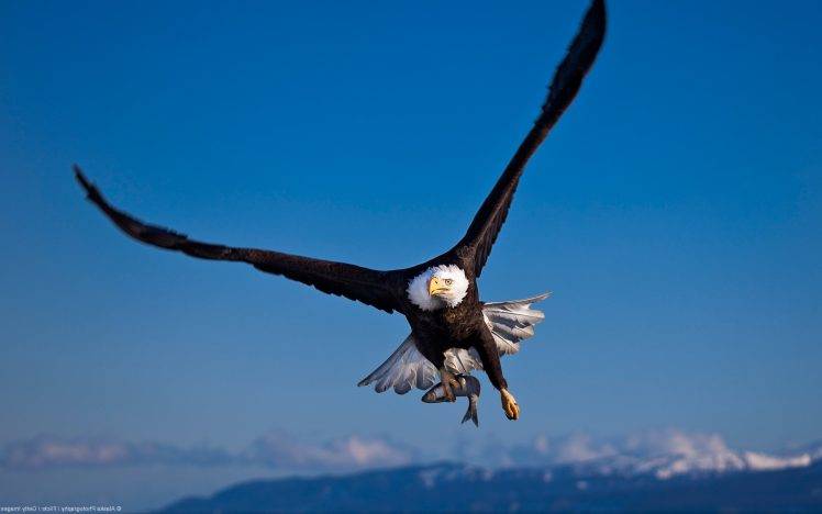 nature, Landscape, Animals, Birds, Eagle, Wildlife, Bald Eagle HD Wallpaper Desktop Background