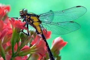 nature, Animals, Dragonflies, Insect