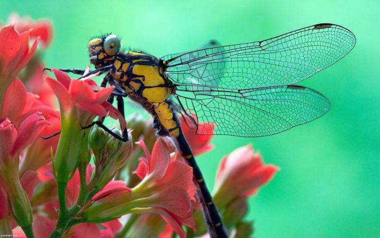 nature, Animals, Dragonflies, Insect HD Wallpaper Desktop Background