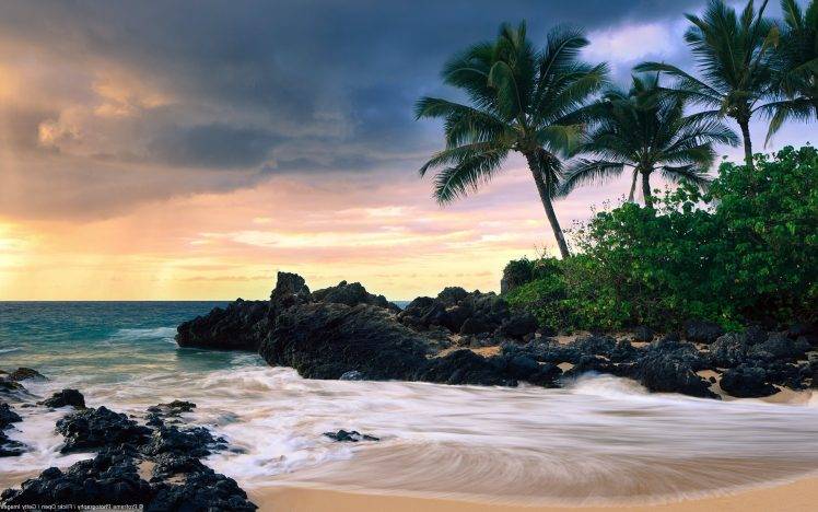 nature, Landscape, Beach, Palm Trees HD Wallpaper Desktop Background