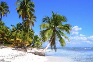 nature, Landscape, Beach, Palm Trees