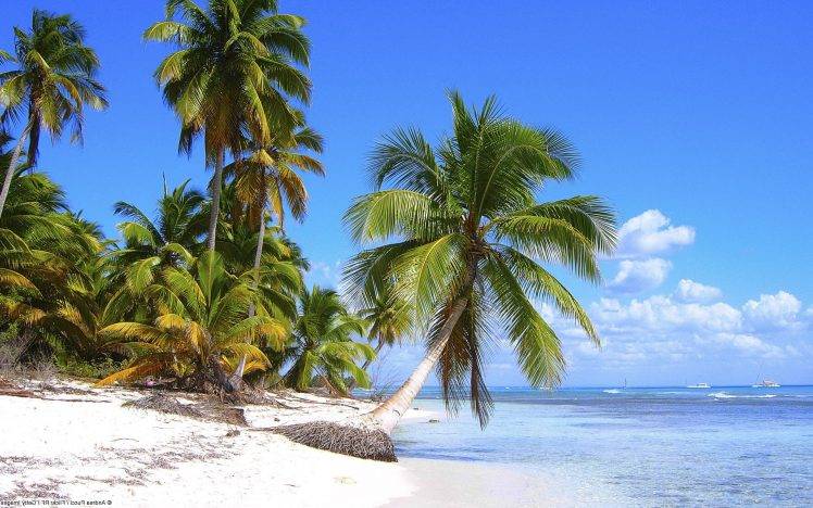 nature, Landscape, Beach, Palm Trees HD Wallpaper Desktop Background