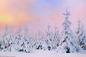 nature, Landscape, Snow, Trees, Forest