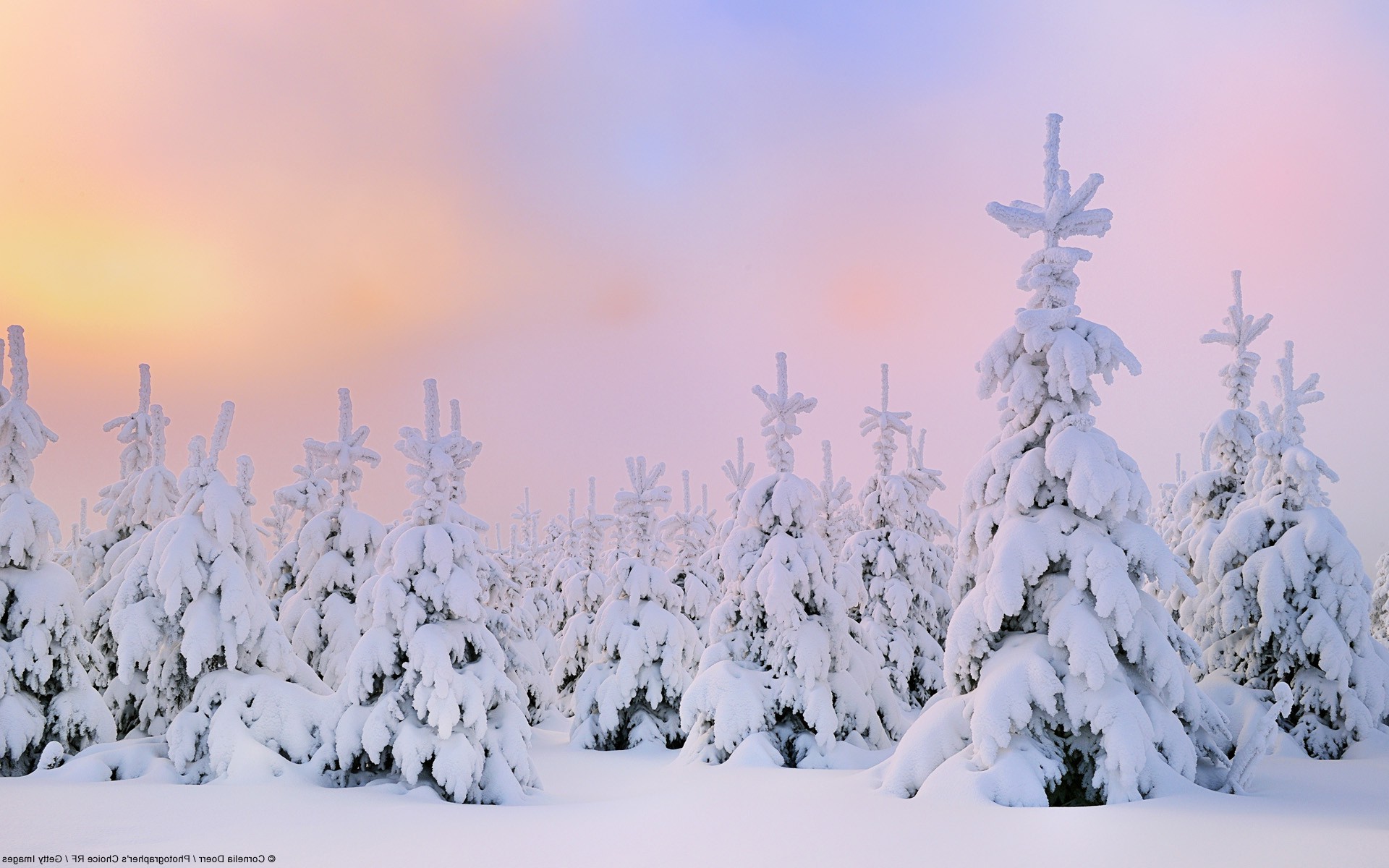 nature, Landscape, Snow, Trees, Forest Wallpaper