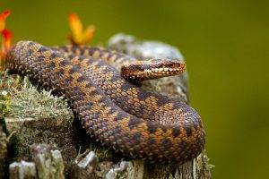 animals, Snake, Nature, Reptile
