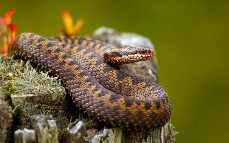 animals, Snake, Nature, Reptile HD Wallpaper Desktop Background