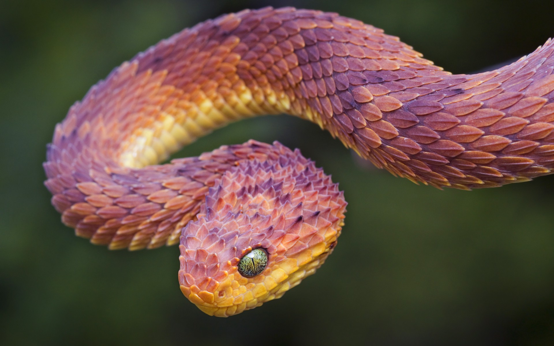 blue purple viper snake