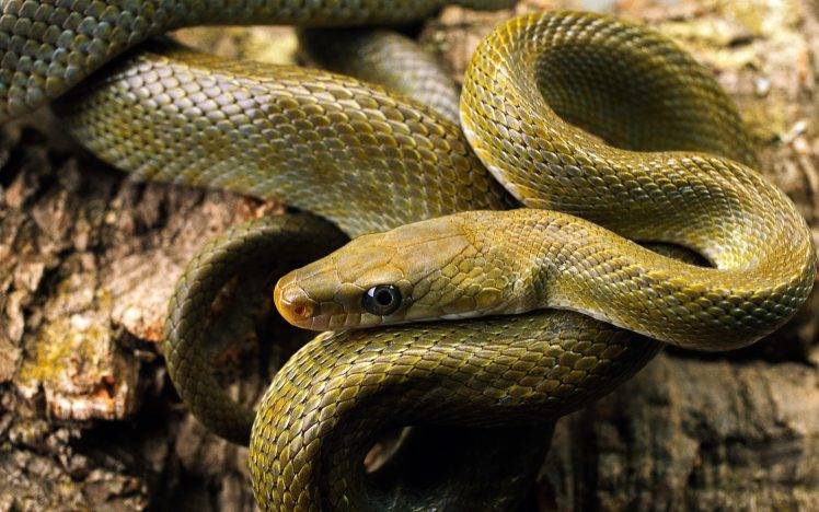 animals, Snake, Nature, Reptile HD Wallpaper Desktop Background