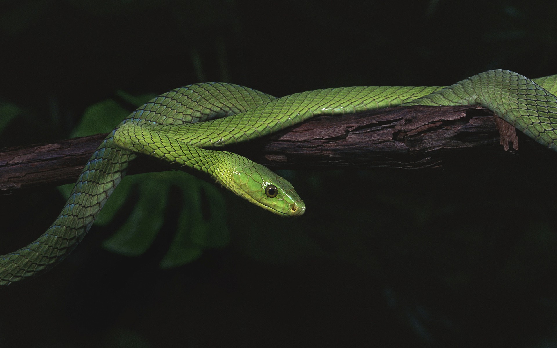animals, Snake, Nature, Reptile Wallpaper