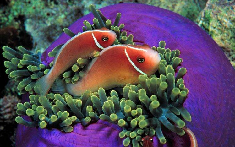 coral, Animals, Fish, Nature, Sea HD Wallpaper Desktop Background