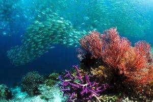 coral, Animals, Fish, Nature, Sea