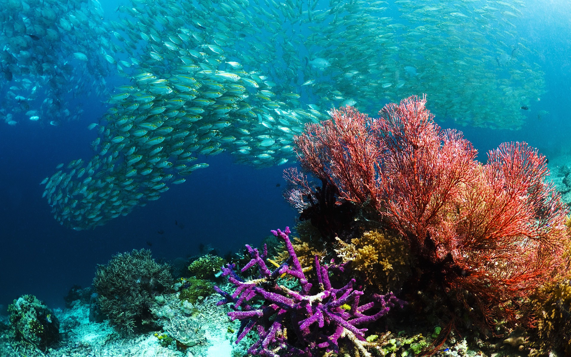 coral, Animals, Fish, Nature, Sea Wallpaper