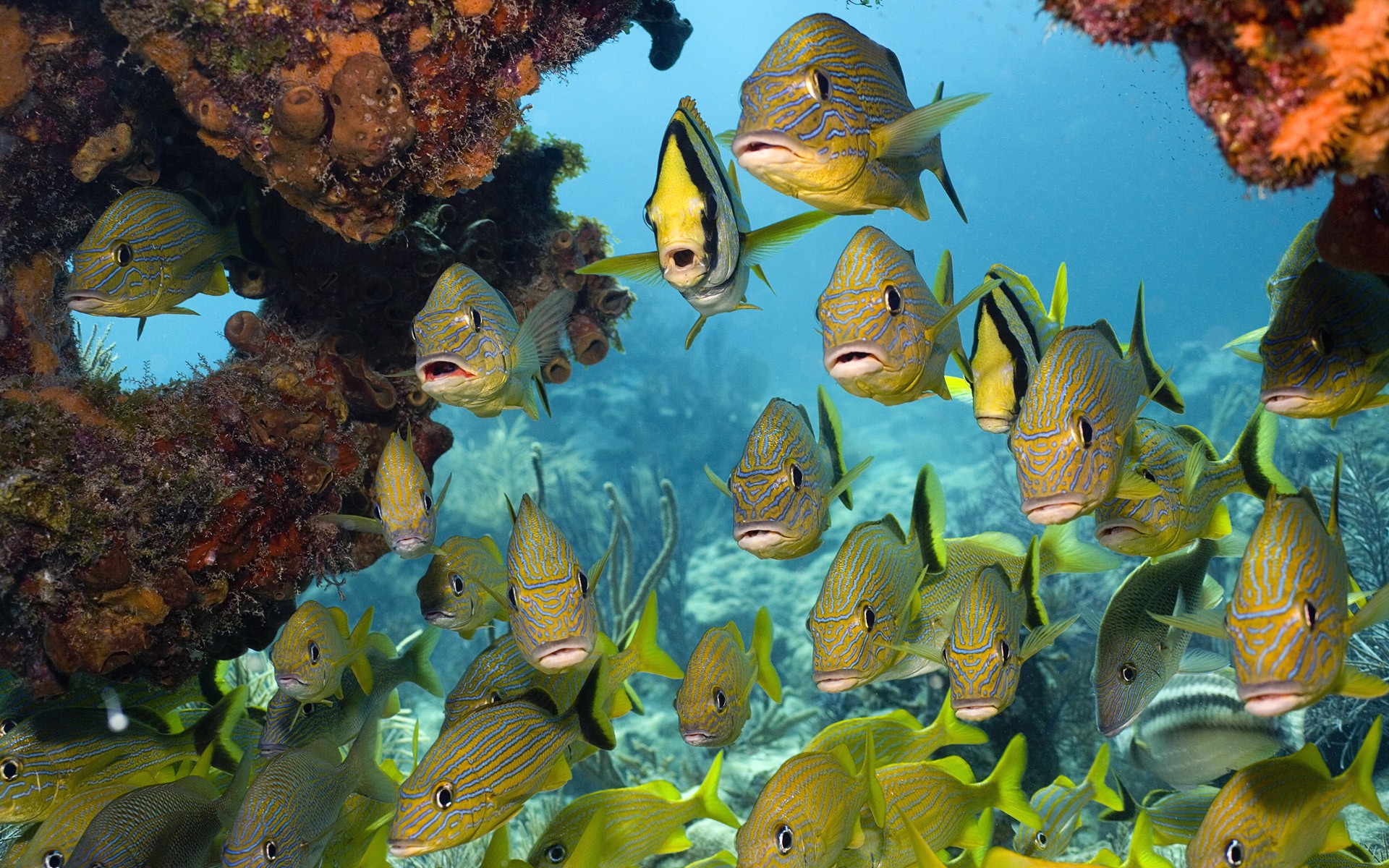 coral, Animals, Fish, Nature, Sea Wallpaper