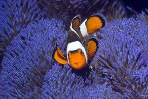 coral, Animals, Fish, Nature, Sea, Clownfish