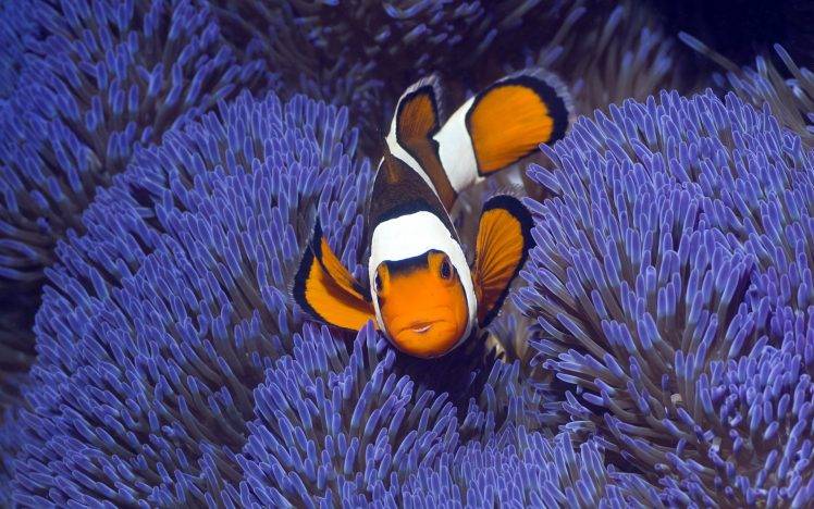 coral, Animals, Fish, Nature, Sea, Clownfish HD Wallpaper Desktop Background
