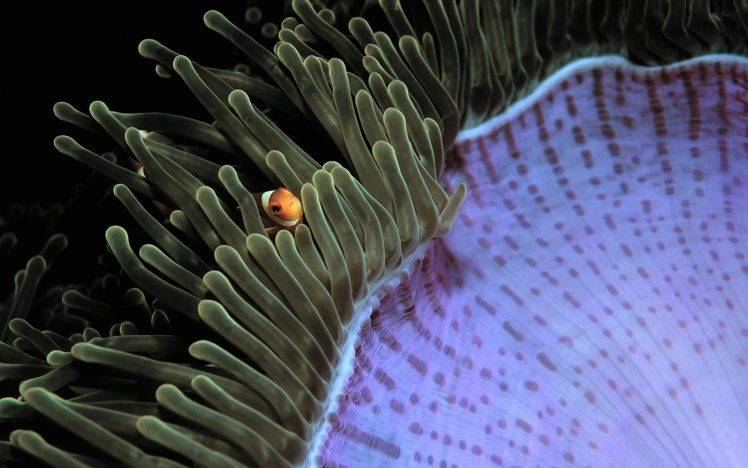 coral, Animals, Fish, Nature, Sea HD Wallpaper Desktop Background