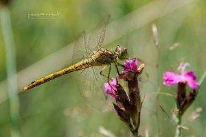 animals, Insect, Nature, Dragonflies