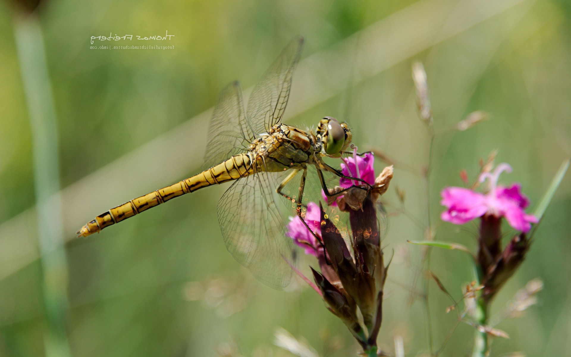 animals, Insect, Nature, Dragonflies Wallpaper