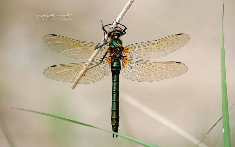 animals, Insect, Nature, Dragonflies HD Wallpaper Desktop Background