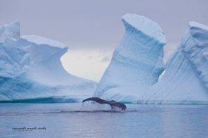 nature, Ice, Landscape, Animals, Whale, Iceberg