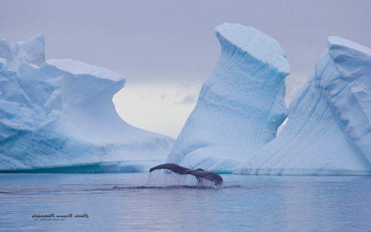 nature, Ice, Landscape, Animals, Whale, Iceberg HD Wallpaper Desktop Background