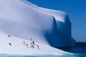 nature, Ice, Landscape, Animals, Penguins, Iceberg