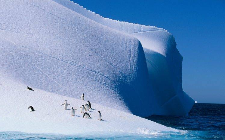 nature, Ice, Landscape, Animals, Penguins, Iceberg HD Wallpaper Desktop Background