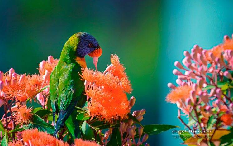 nature, Animals, Wildlife, Birds HD Wallpaper Desktop Background