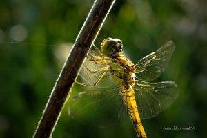 nature, Animals, Wildlife, Insect, Dragonflies