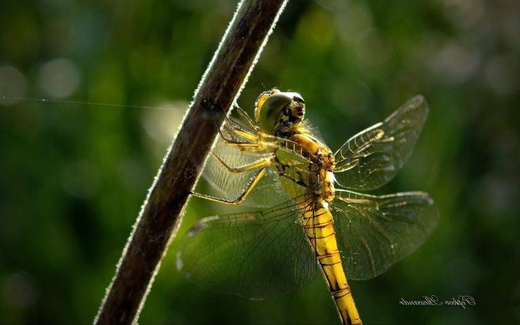 nature, Animals, Wildlife, Insect, Dragonflies HD Wallpaper Desktop Background