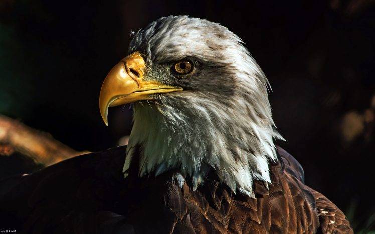 nature, Animals, Wildlife, Birds, Eagle, Bald Eagle HD Wallpaper Desktop Background