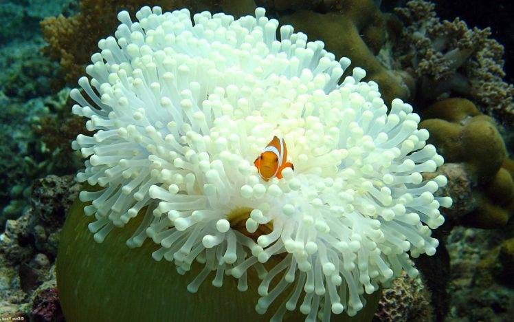 nature, Animals, Fish, Sea Anemones, Coral, Clownfish HD Wallpaper Desktop Background