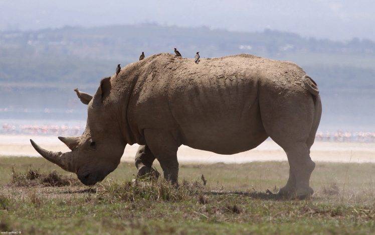 nature, Animals, Wildlife, Rhino HD Wallpaper Desktop Background