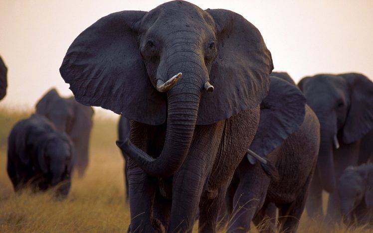 nature, Animals, Wildlife, Elephants HD Wallpaper Desktop Background